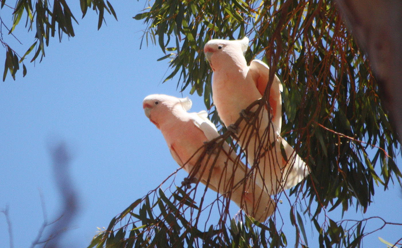 Cockatoos