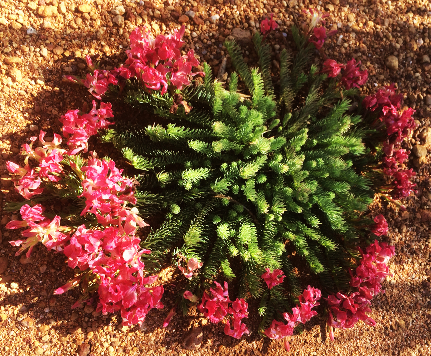 Wreath Flower 2