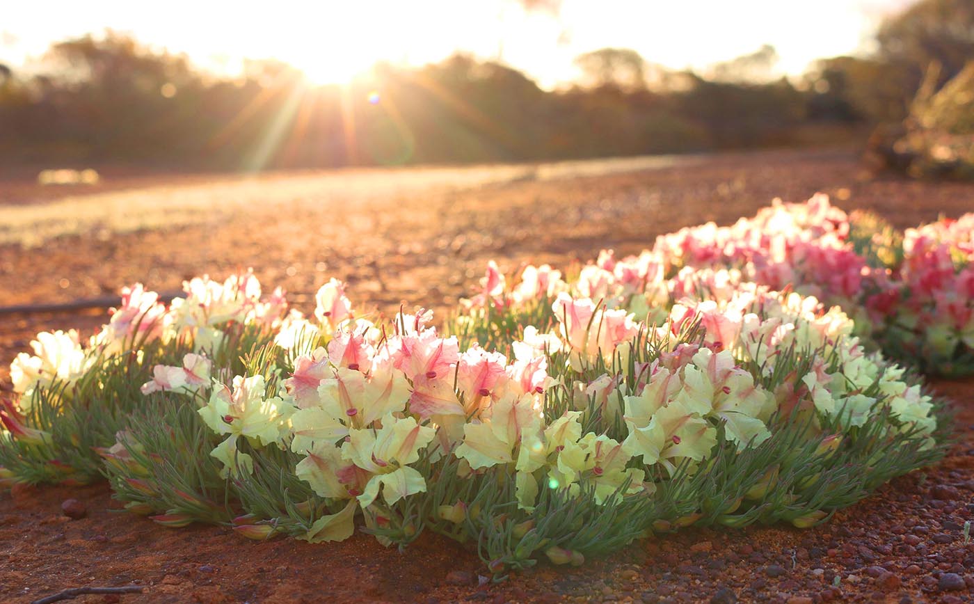 Wreathflower