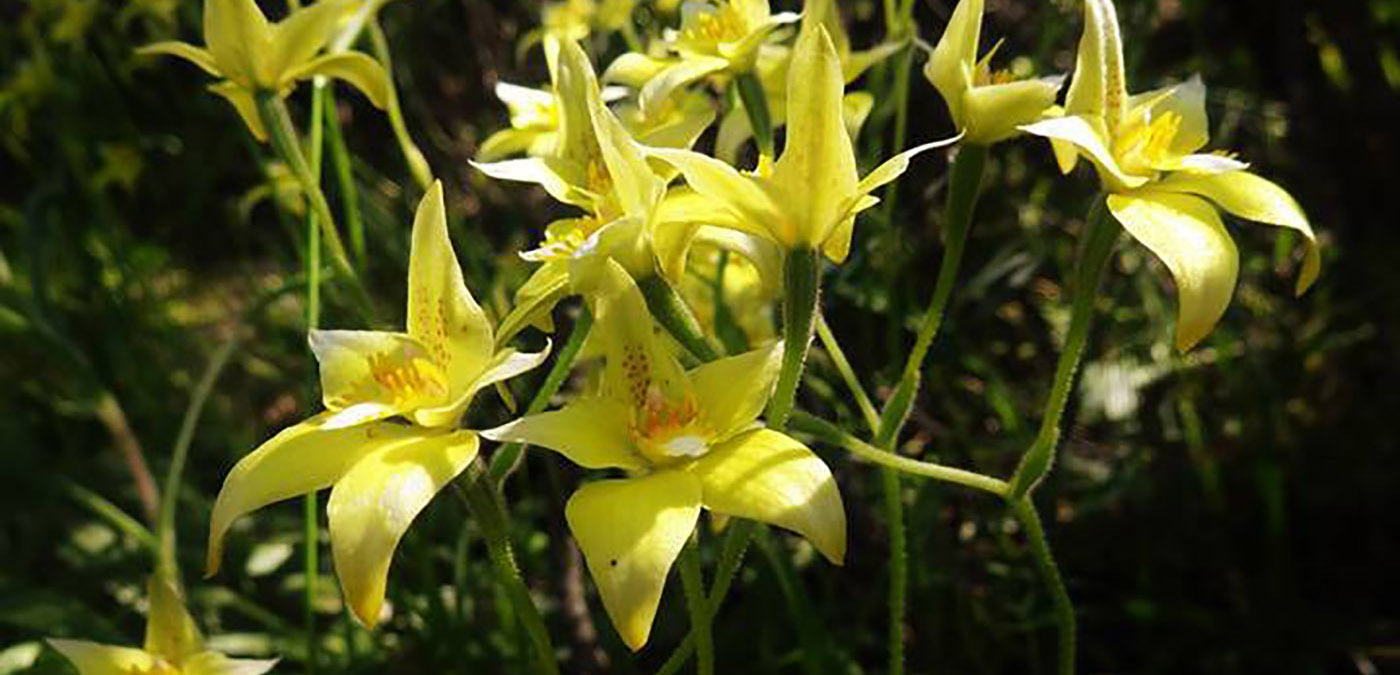 Cowslip Orchid
