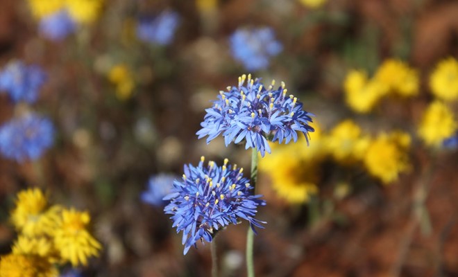 Wildflower - Blue Pompom