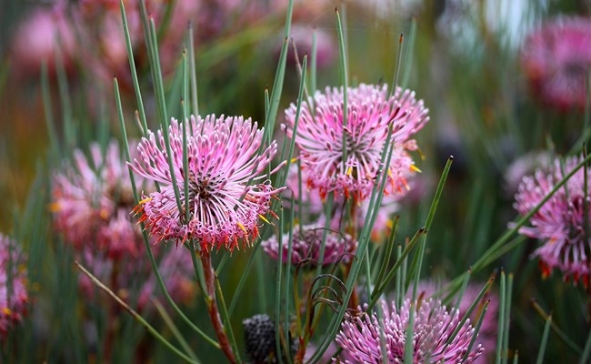 Wildflower - Pink Isopogons