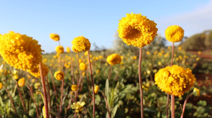 Wildflower - Yellow Pompom