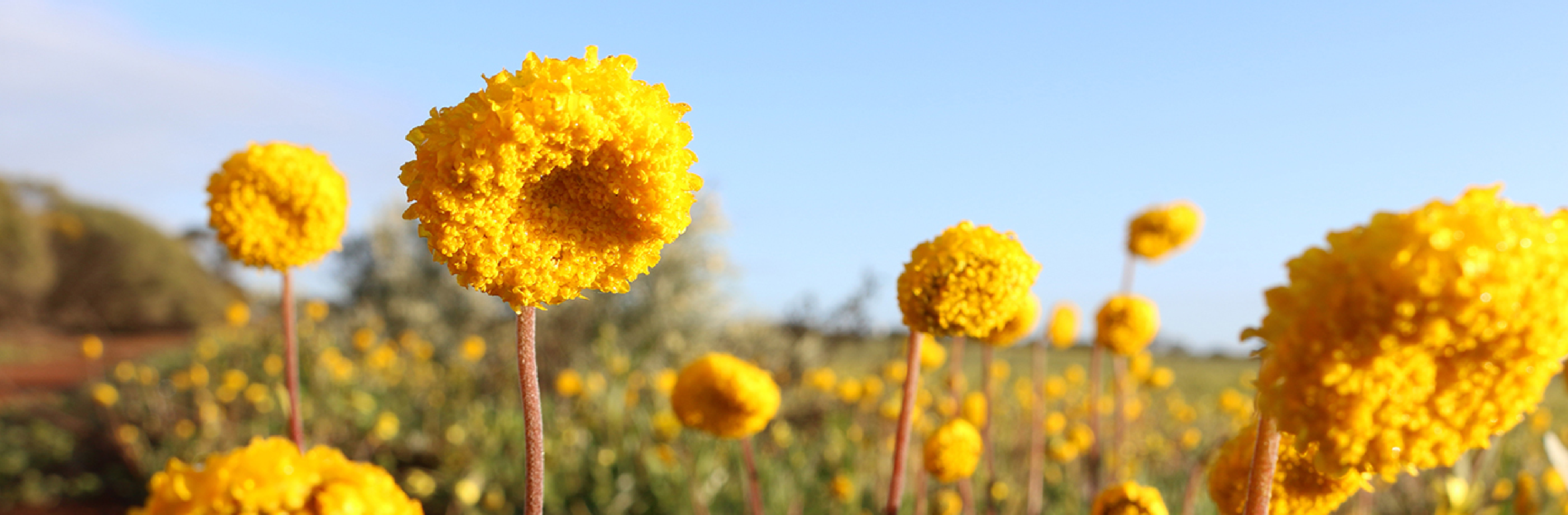 flower field